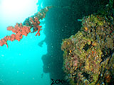 Subic Bay Wreck Diving 17