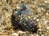 Anilao Bobtail Squid 1