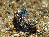 Anilao Bobtail Squid