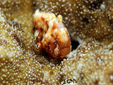 Anilao Juvenile Frogfish 2