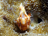 Anilao Juvenile Frogfish 3