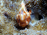 Anilao Juvenile Frogfish 4
