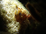 Anilao Juvenile Frogfish 6