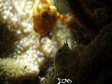 Anilao Juvenile Frogfish 9