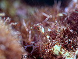Anilao Shrimp with Parasite 1