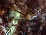 Anilao Shrimp with Parasite