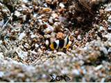 Anilao Juvenile Anemone Clownfish