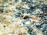 Anilao Batwing Slug 24
