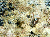 Anilao Batwing Slug 25