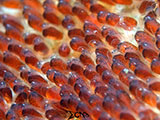 Anilao Clownfish Eggs 18