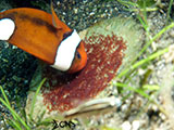 Anilao Clownfish Eggs 20