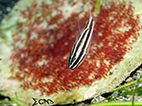 Anilao Clownfish Eggs 21