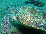Anilao Green Sea Turtle 1