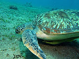 Anilao Green Sea Turtle 2