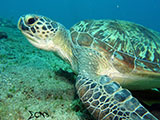 Anilao Green Sea Turtle 3