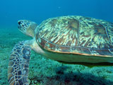 Anilao Green Sea Turtle 4