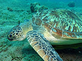 Anilao Green Sea Turtle