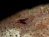 Anilao Seastar Shrimp 1