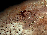 Anilao Seastar Shrimp 2