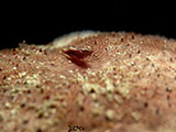 Anilao Seastar Shrimp 4