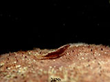 Anilao Seastar Shrimp 5