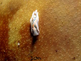 Anilao Batwing Slug 33