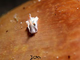 Anilao Batwing Slug 37