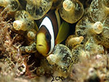 Anilao Clownfish 18