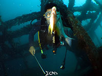 Diving in Anilao, Batangas; captured using CanonS120 Sea and Sea YS01, YS02