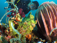 A frogfish found in Bauan, Batangas; captured using CanonS120 Sea and Sea YS01, YS02