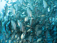 School of jacks found in Bauan, Batangas; captured using CanonS120 Sea and Sea YS01 and YS02
