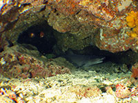 A white tip reef shark found in Bauan, Batangas; captured using CanonS120 Sea and Sea YS01, YS02