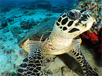 Hawksbill turtle found in Boracay Island; captured using CanonS120 Sea and Sea YS01, YS02