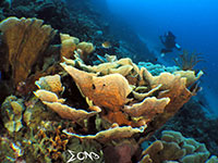 Talicud Island's Coral Garden; captured using CanonS120 Sea and Sea YS01 and YS02