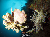 A frogfish found in Napantao dive site in Padre Burgos, Southern Leyte; captured using CanonS120 Sea and Sea YS01