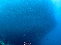 Sardine run in Mactan, Cebu; captured using CanonS120 Sea and Sea YS01, YS02