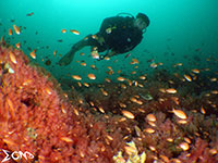 Diving in Sabang, Puerto Galera; captured using CanonS120 Sea and Sea YS01, YS02