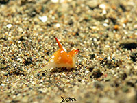 Unusual batwing slug found in Anilao, Batangas; captured using CanonS120 Sea and Sea YS01