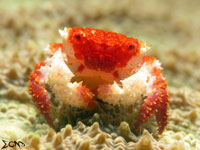 A photo of a crab found in Anilao, Batangas; captured using Canon S120 Sea and Sea YS01 