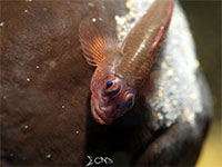 A photo of a goby with eggs found in Anilao, Batangas; captured using CanonS120 Sea and Sea YS01
