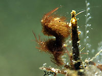 Hairy shrimp found in Anilao, Batangas; captured using CanonS120 Sea and Sea YS01