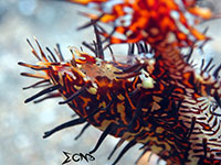 Eggs of a pregnant ornate ghost pipefish in Anilao; captured using CanonS120 Sea and Sea YS01