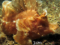 Yellow paddle flap scorpionfish found in Anilao, Batangas; captured using CanonS120 Sea and Sea YS01