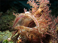 A photo of a yawning rhinopias found in Anilao, Batangas; captured using CanonS120 Sea and Sea YS01