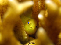 A blue-eyed yellow coral goby found in Anilao, Batangas; captured using CanonS120 Sea and Sea YS01