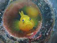 Yellow goby living inside a bottle; captured using CanonS120 Sea and Sea YS01