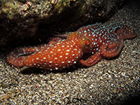 Coconut octopus found in Bauan, Batangas; captured using CanonS120 Sea and Sea YS01