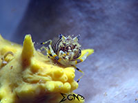 Bumblebee shrimp in Davao's Samal Island; captured using CanonS120 Sea and Sea YS01