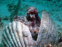 Coconut octopus found in Mactan, Cebu; captured using CanonS120 Sea and Sea YS01