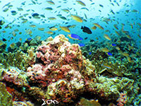 A photo of Moalboal, Cebu's lively coral reef; captured using CanonS120 Sea and Sea YS01